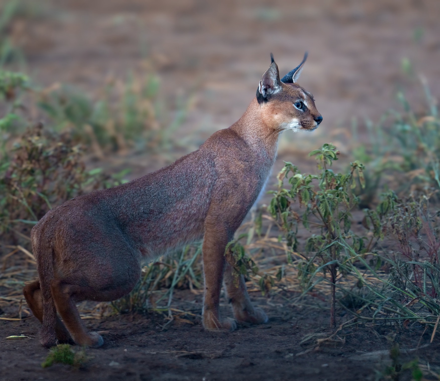 Caracal cat in the forest